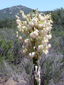 Native plant: Hesperoyucca whipplei, blooming stalk